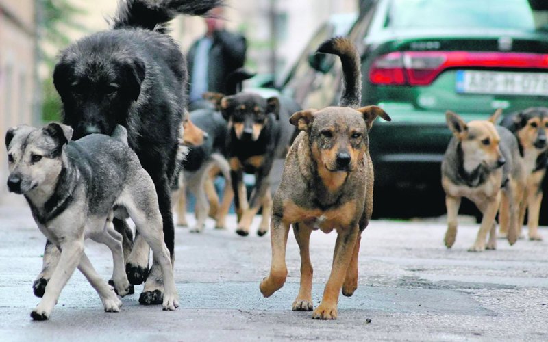 Čopor pasa napao ženu u Banjaluci: “Teško je povrijeđena”