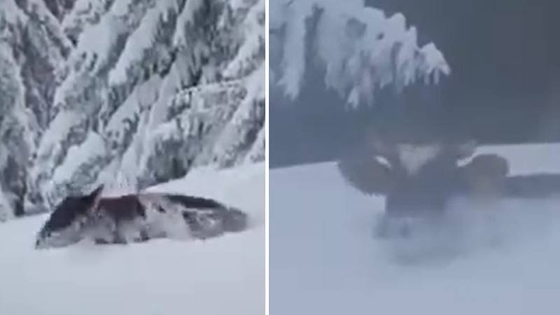 VIDEO Nevjerojatan prizor u BiH: Bik se probijao kroz snijeg