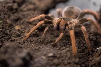 Pilota s alergijom na paukove usred leta je ugrizla tarantula