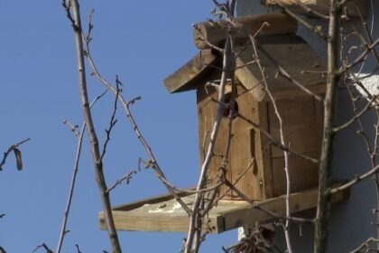 Zašto su senite dobrodošli u plantaže lješnjaka u blizini Valjeva?