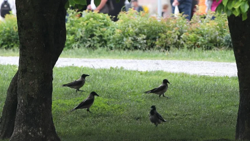 Zagrepčani traže rješenje za sve veći broj vrana u gradu