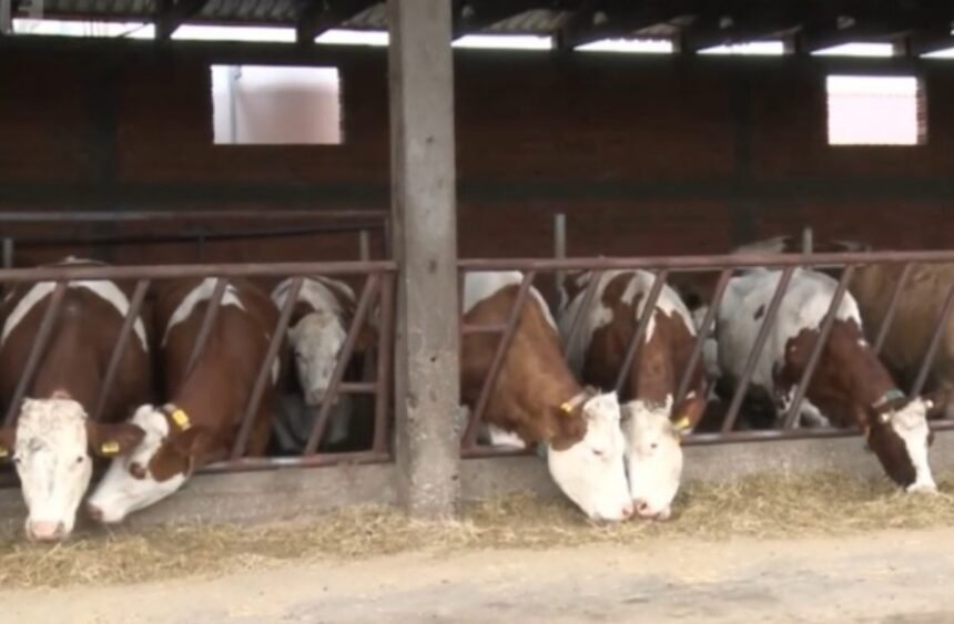‘NE IDE NAM U PRILOG NI KLIMATSKI NI GEOGRAFSKI POLOŽAJ’: Farmeri u panici, opasnost od slinavke i šapa ponovo prijeti BiH