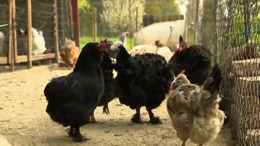 Ove kokoši nesu jaja u nestvarnim bojama: Stručnjak pojasnio što stoji iza pisanica iz kokošinjca