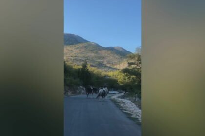 Mještane terorizira stado bez nadzora: “Nekontrolirano uništavaju parcele, sve je puno balege”