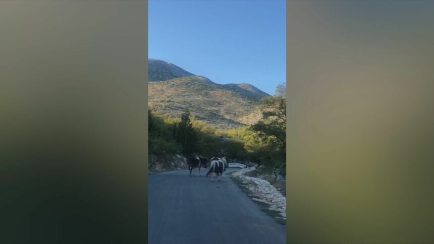 Mještane terorizira stado bez nadzora: “Nekontrolirano uništavaju parcele, sve je puno balege”