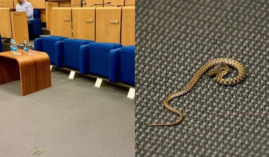 DOM NARODA FBIH: Zbog zmije otkazana sjednica