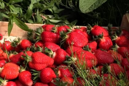Domaće jagode stigle su na tržišne tokove, rod i kvalitet zadovoljnih poljoprivrednika Šabac