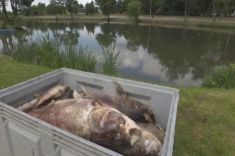 Veliki pomor ribe na jezeru Kerestinec pokraj Svete Nedelje