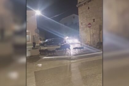 Stanovnici na mukama zbog ovih divljih životinja