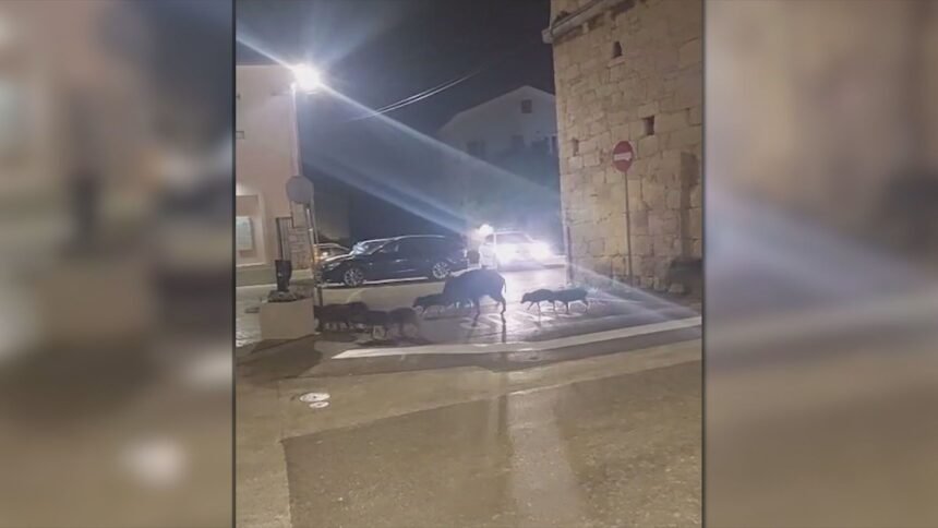 Stanovnici na mukama zbog ovih divljih životinja