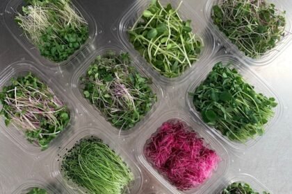 Kako da sami uzgajate mikrobilje, superfood trend koji ne zahteva da imate baštu