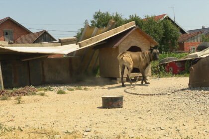 Sin izgrizene žene: “Ugrizi su duboki, u šoku je”. Oglasila se i vlasnica pasa