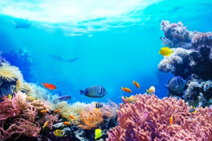 Konferencija u Nici okuplja svjetske čelnike zbog alarmantnog stanja oceana