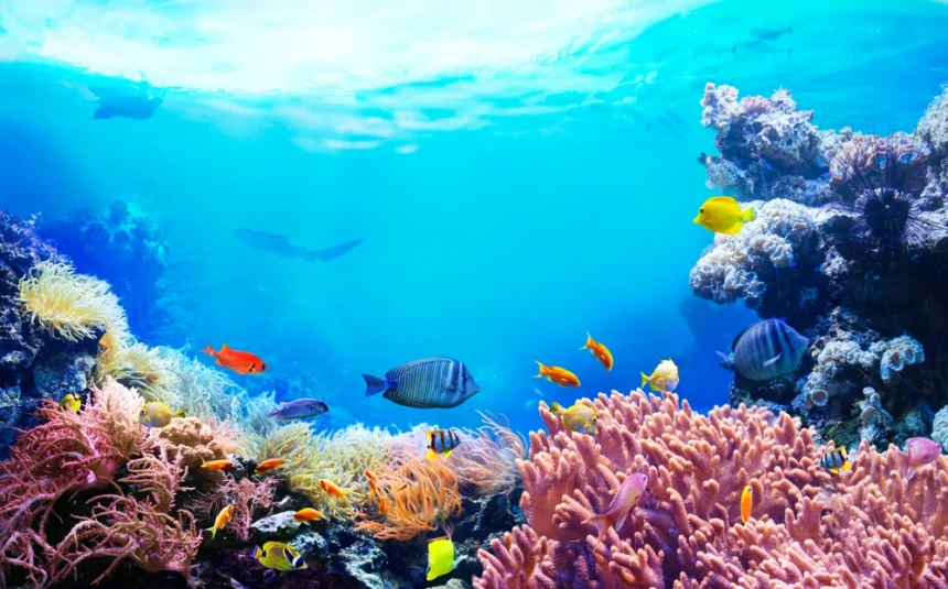 Konferencija u Nici okuplja svjetske čelnike zbog alarmantnog stanja oceana