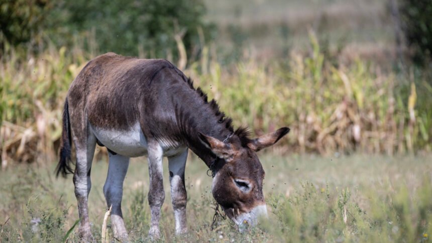 Veterinarski institut objavio nove brojke pozitivnih uzoraka bedrenice