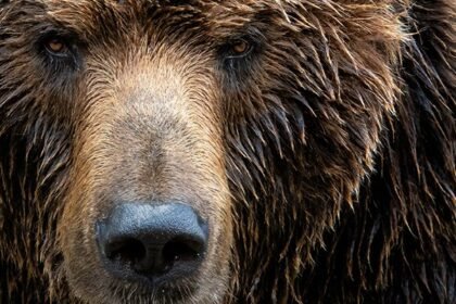 NCSC izlaže zamišljeni bear-aut autentični antiki napadi zlonamjernog softvera