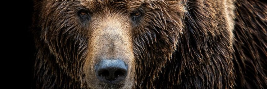 NCSC izlaže zamišljeni bear-aut autentični antiki napadi zlonamjernog softvera