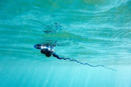 Uzbuna na plažama u europskoj zemlji, stručnjaci upozorili: “Bol je strašna, otrovna je i kad je mrtva”