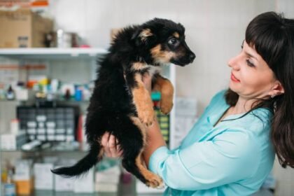 Što napraviti kad pronađete napuštenog psa? Veterinar vam ne smije podatke o vlasniku