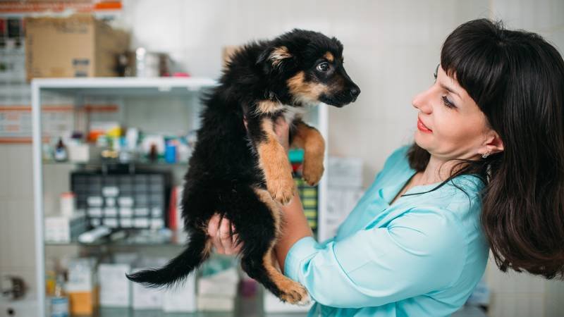 Što napraviti kad pronađete napuštenog psa? Veterinar vam ne smije podatke o vlasniku
