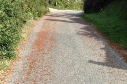 Tijekom najtoplijeg ljeta pojavile su se u milijardama: Invazija koja je zbunila građane