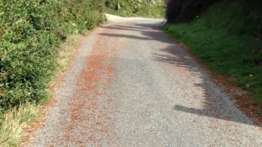 Tijekom najtoplijeg ljeta pojavile su se u milijardama: Invazija koja je zbunila građane