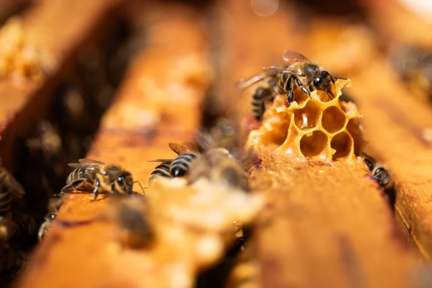 Otvorene prijave na natječaj za pčelare ‘Zlatno ulište’