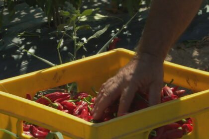 Berba baranjskog zlata je u punom jeku, ali nedostaje radnika: “Već imamo spisak…”