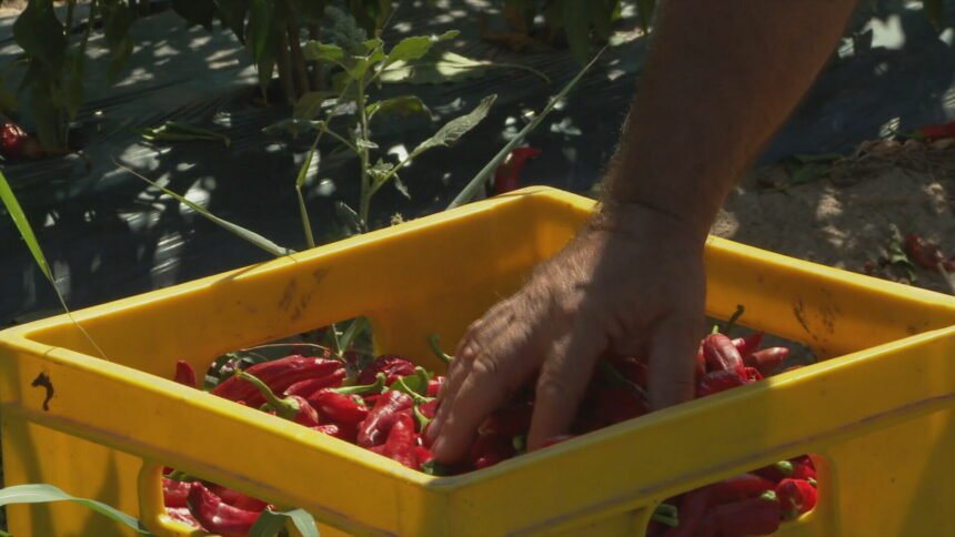 Berba baranjskog zlata je u punom jeku, ali nedostaje radnika: “Već imamo spisak…”