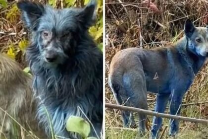 Misterij u Černobilu: Uočili su plave pse na mjestu nuklearne katastrofe! Ovo su pretpostavke