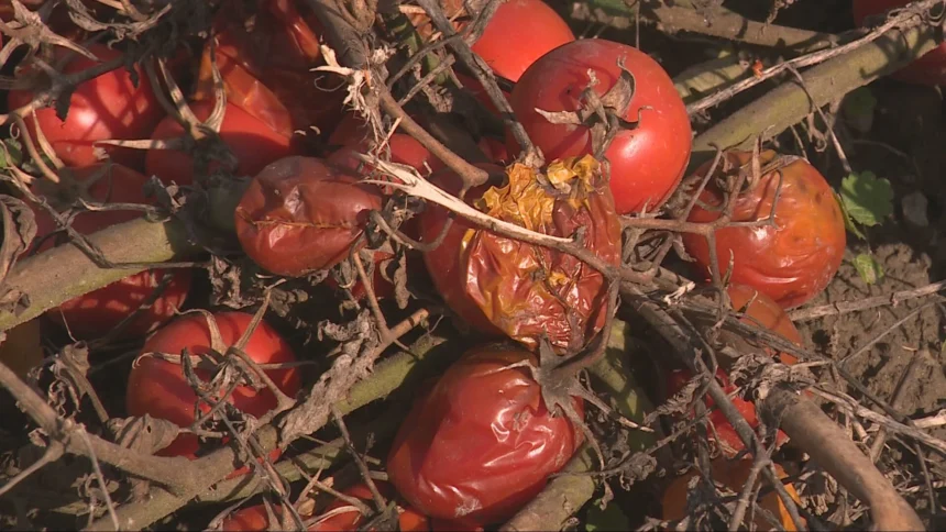 Mraz poharao Međimurje i Podravinu: Najviše stradala paprika i rajčica