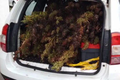 Bh. policija pronašla plantažu indijske konoplje, neke stabljike visoke i dva metra