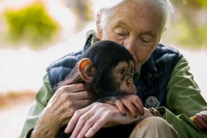 Preminula Jane Goodall, šaptačica čimpanzama