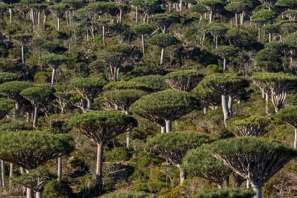 Da li su prašume sada uzrok klimatskih promjena, a ne odgovor na njih?