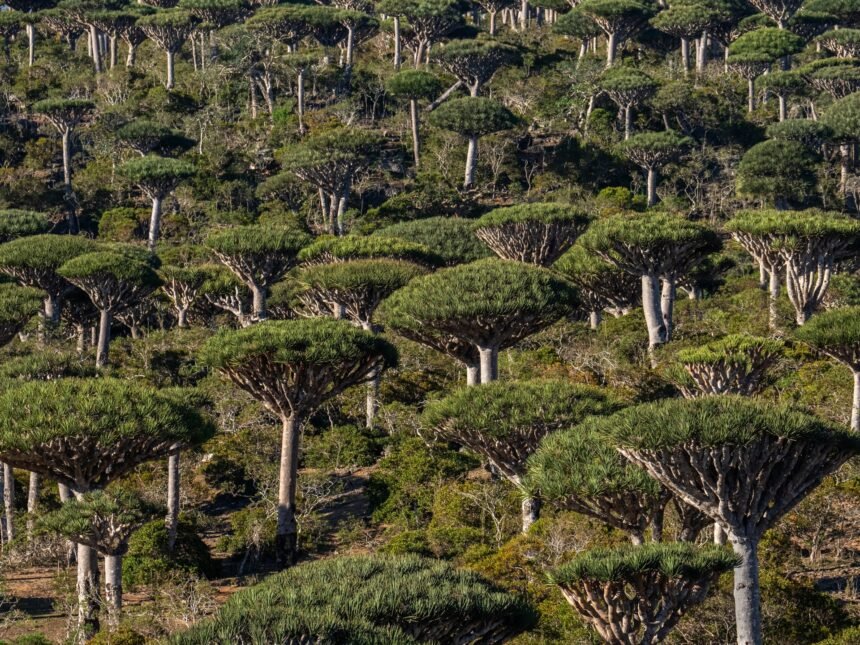 Da li su prašume sada uzrok klimatskih promjena, a ne odgovor na njih?