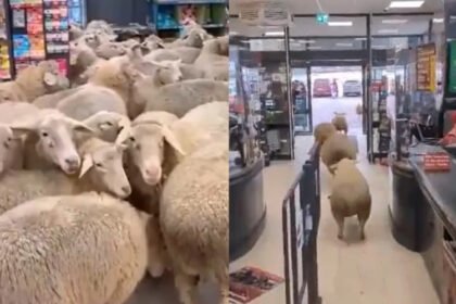 Stado ovaca ušetalo u supermarket Penny, pojavio se snimak