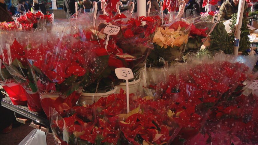 Jedan cvijet krasi svaki kutak, ali podsjeća i na manje veselu stranu blagdana: “Cijene su do neba otišle”