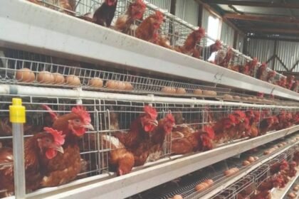 DRŽAVA PRIPREMILA PAKET REFORMI U POLJOPRIVREDI: Uvodi se zabrana uzgoja kokoški u kavezima