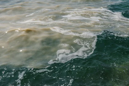 Znanstvenici objasnili pojavu morske sluzi u sjevernom Jadranu