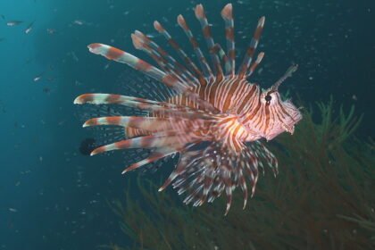 Počeo lov na invazivnu vrstu koja ozbiljno prijeti Jadranu: “Ona ovdje nema neprijatelja, plijen joj je naivan”