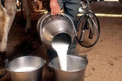 Alarm mljekara u Tuzlanskom kantonu: Farme pred gašenjem