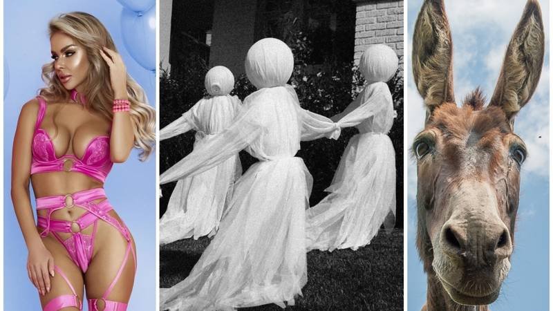 FOTO Od ukletih kuća i demona do magarca u kadi: Najbizarniji zakoni koji i danas prkose logici