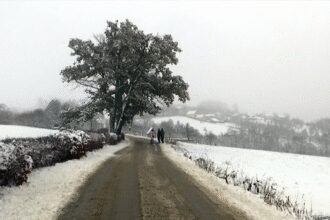 Hrastovi blizanci u Ljubanju svojim zelenim lišćem prkose zimi