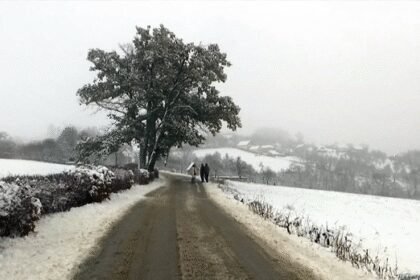 Hrastovi blizanci u Ljubanju svojim zelenim lišćem prkose zimi