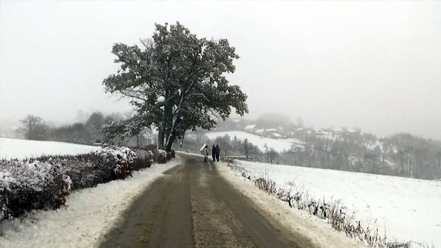 Hrastovi blizanci u Ljubanju svojim zelenim lišćem prkose zimi