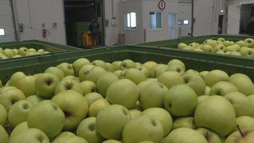 Na istoku zemlje pokrenut veliki projekt, iza svega stoje mladi ljudi: “Pet godina se borimo…”