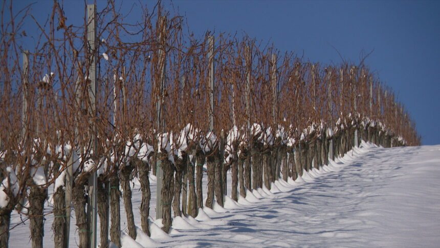 Led koji je okovao zemlju nekima je dobra vijest: “Ovo su idealni uvjeti”